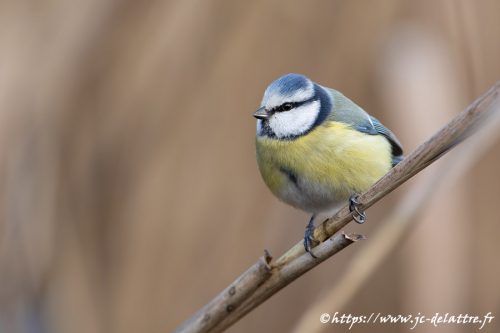 mesange bleue007