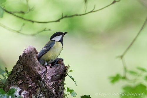 Mésange charbonnière