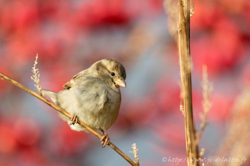 Moineau domestique