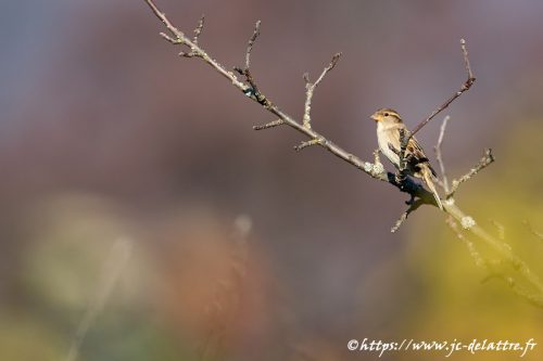 moineau domestique009