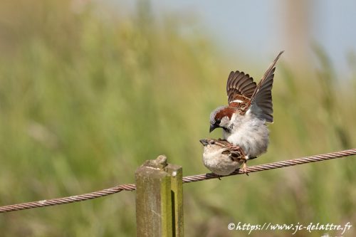 moineau domestique010