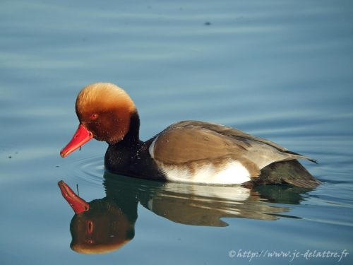 Nette rousse