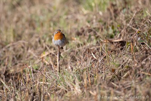 rougegorge familier018