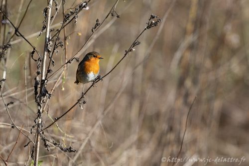 rougegorge familier019