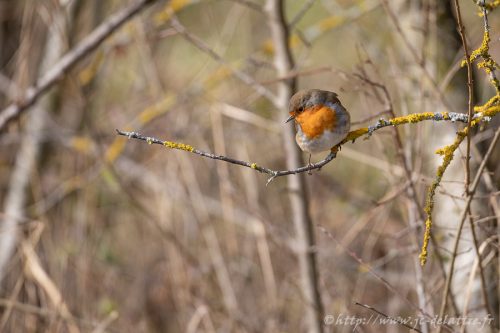 rougegorge familier022