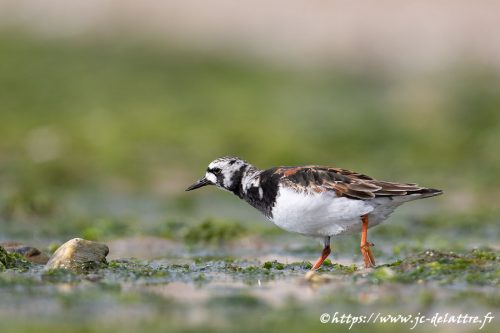 tournepierre a collier002