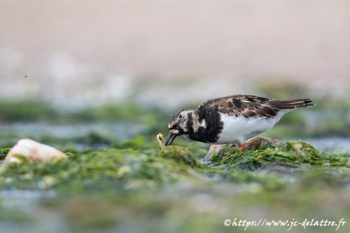 tournepierre a collier003
