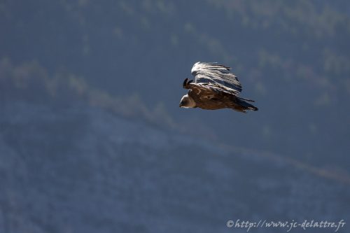 vautour fauve006