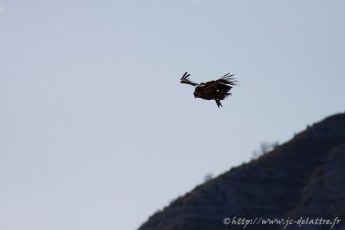 vautour fauve008