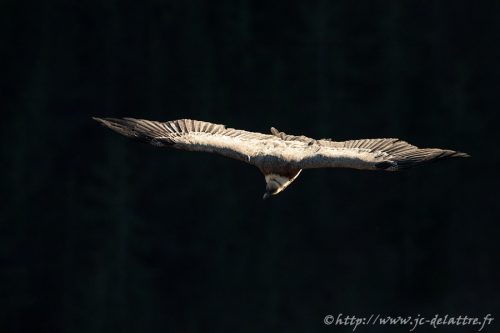 vautour fauve009