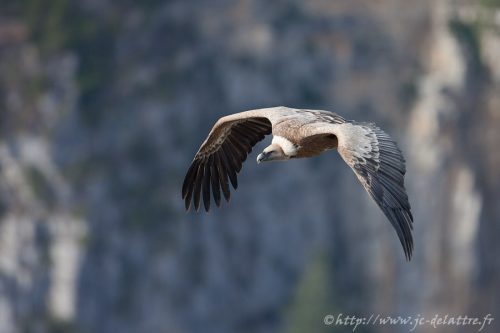 vautour fauve011