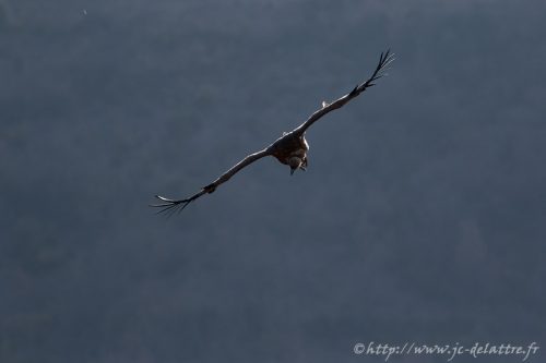 vautour fauve012