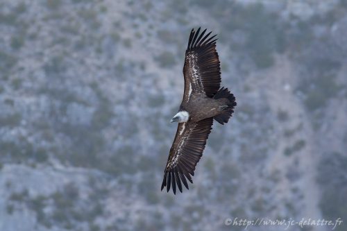vautour fauve013