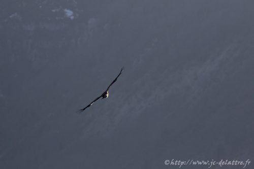 vautour fauve015