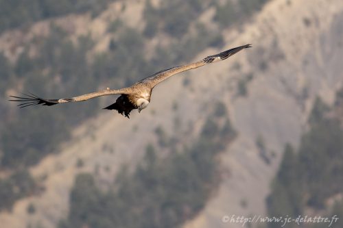 vautour fauve017
