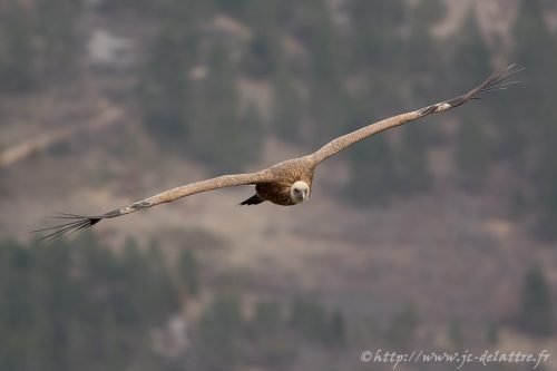 vautour fauve018