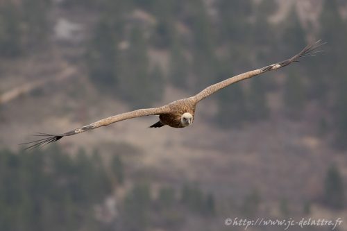 vautour fauve018
