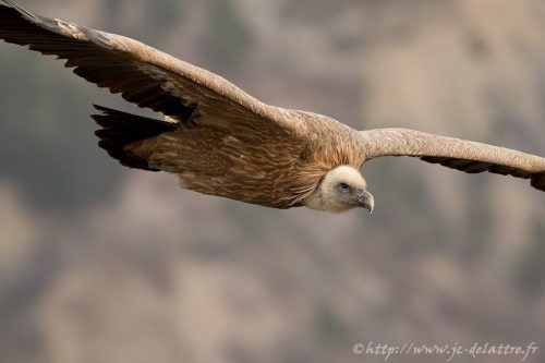 vautour fauve019
