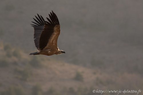 vautour fauve020