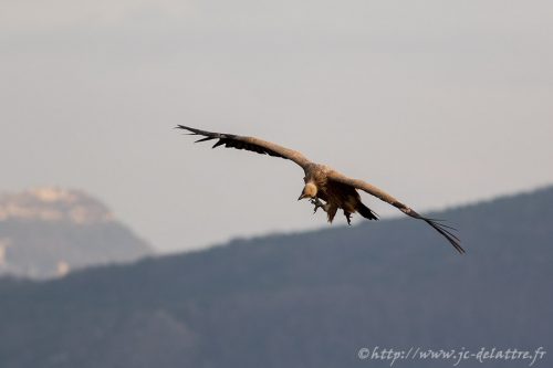 vautour fauve021