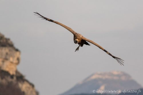vautour fauve022