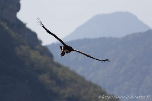 vautour fauve023