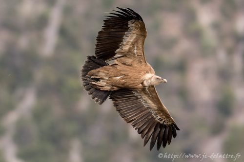 vautour fauve024