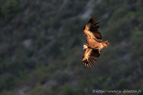 vautour fauve026