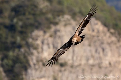 vautour fauve028