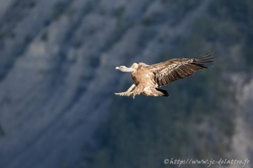 vautour fauve029