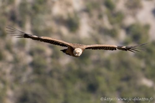 vautour fauve030