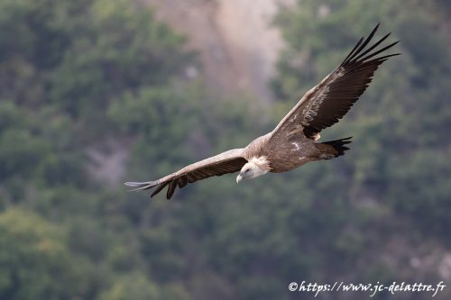vautour fauve031