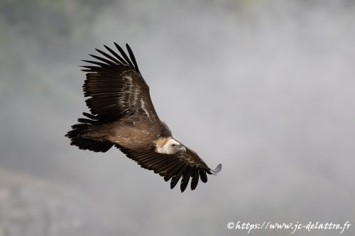 vautour fauve032