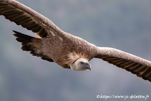 vautour fauve033