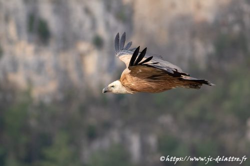 vautour fauve034