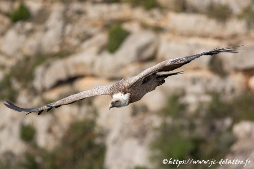 vautour fauve035