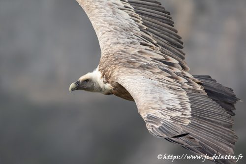vautour fauve036
