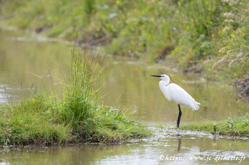 aigrette garzette007
